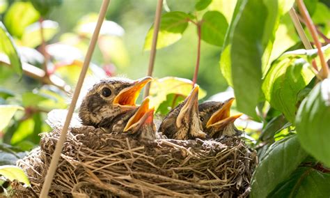 鳥築巢|《鳥的生活》：鳥類築巢涉及利用大量物體創造新的結。